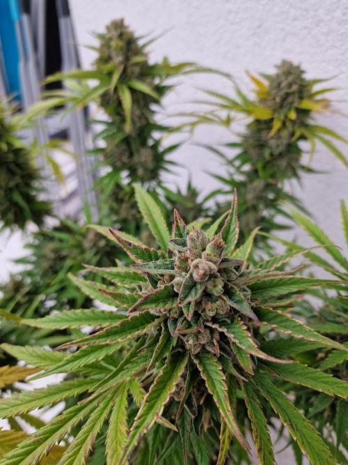 Mendo Frost. Week 12