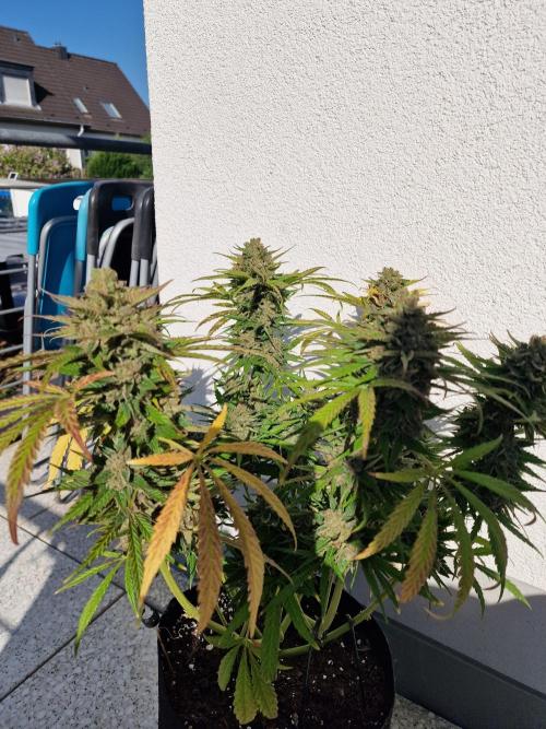 Mendo Frost. Week 12