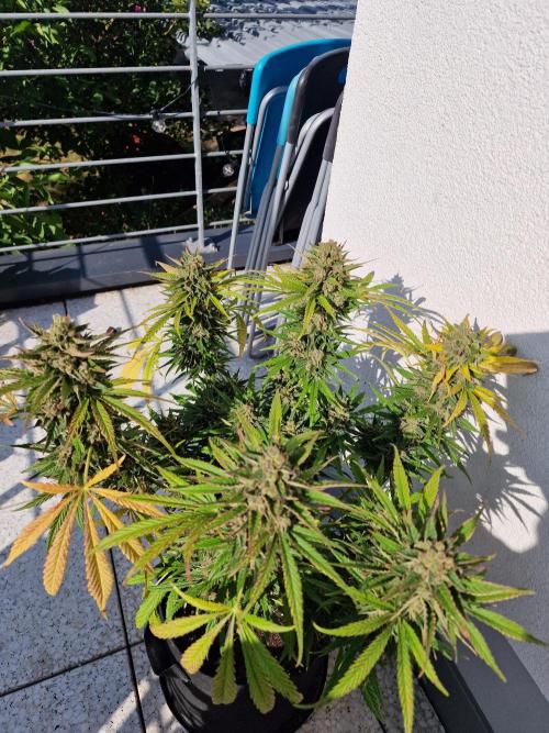 Mendo Frost. Week 12