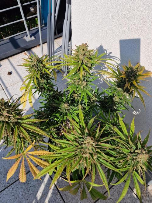 Mendo Frost. Week 12