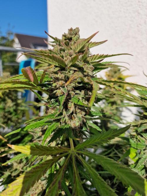 Mendo Frost. Week 12