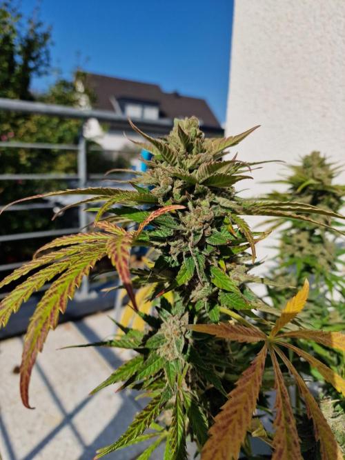 Mendo Frost. Week 12