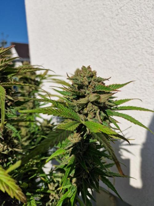 Mendo Frost. Week 12