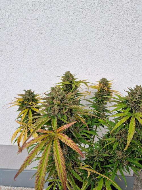 Mendo Frost. Week 12
