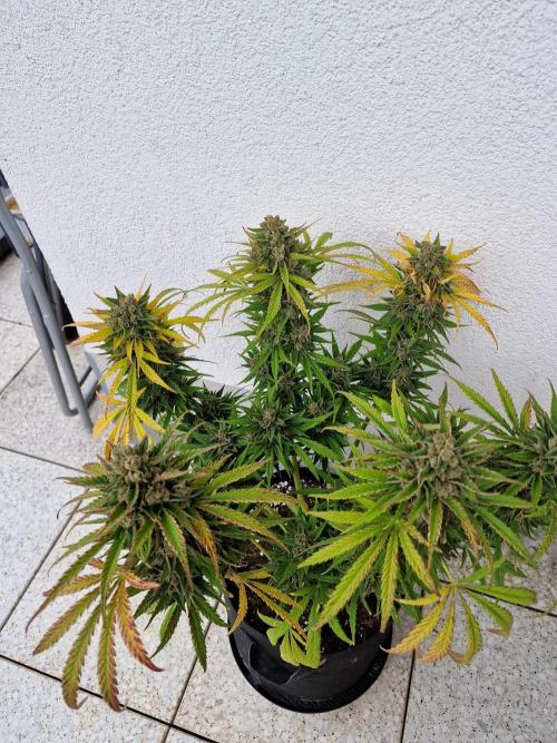 Mendo Frost. Week 12