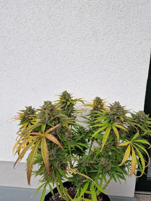 Mendo Frost. Week 12