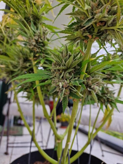 Mendo Frost. Week 12