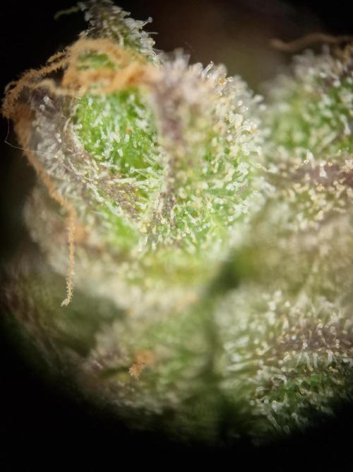 Mendo Frost. Week 12