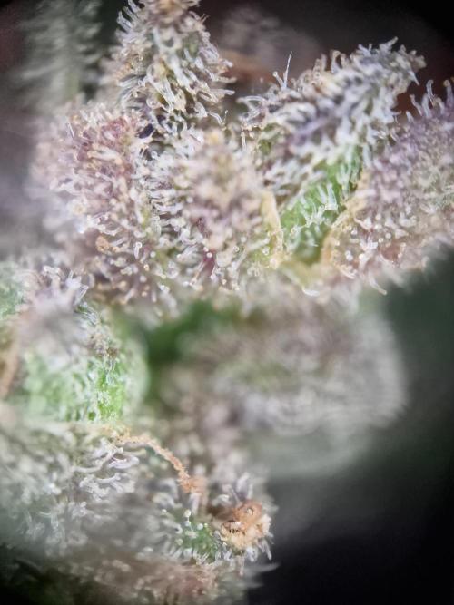 Mendo Frost. Week 12