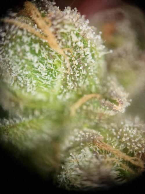 Mendo Frost. Week 12