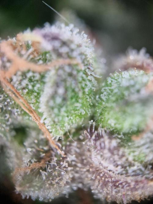 Mendo Frost. Week 12