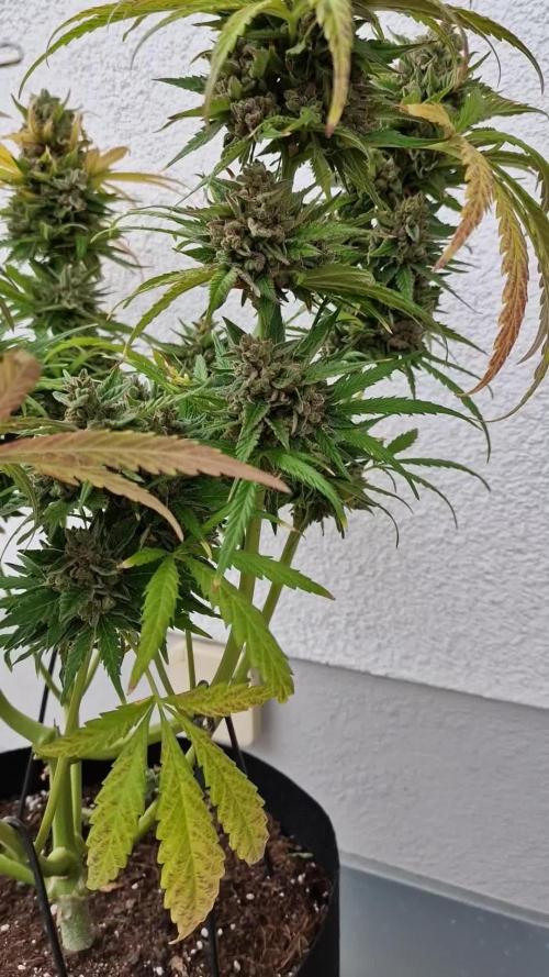 Mendo Frost