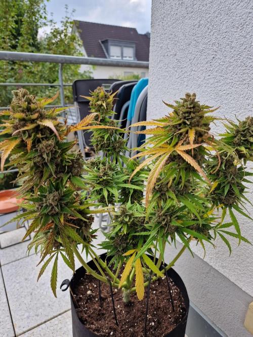 Mendo Frost. Week 13