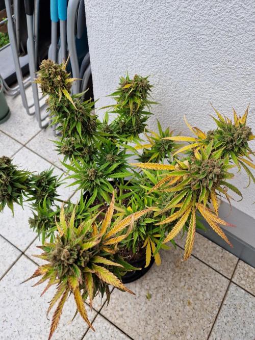 Mendo Frost. Week 13