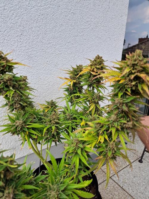 Mendo Frost. Week 13