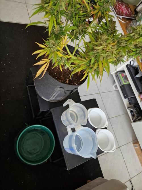 Mendo Frost. Week 13