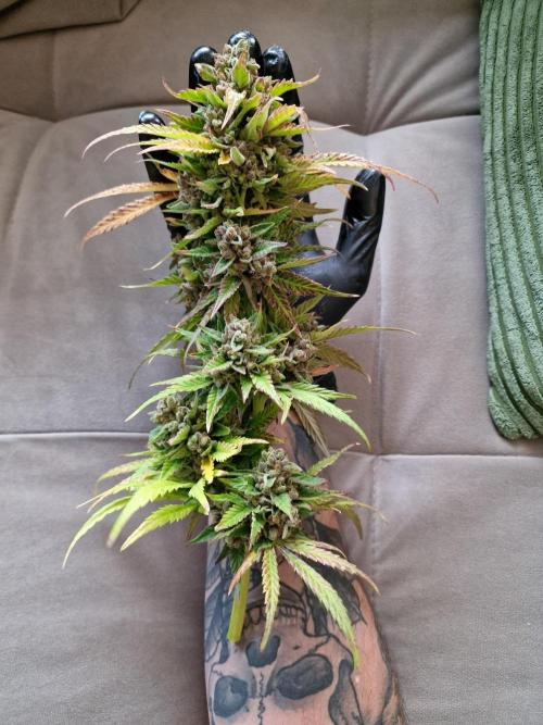 Mendo Frost. Week 13