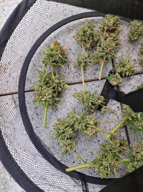 Mendo Frost. Week 13