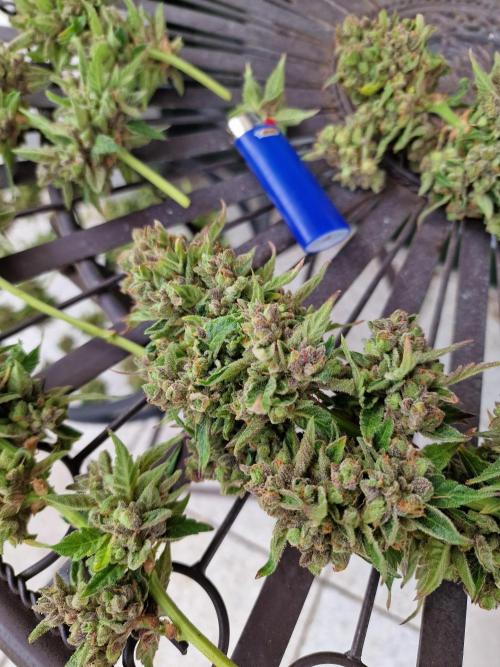 Mendo Frost. Week 13