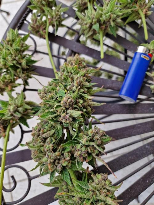 Mendo Frost. Week 13