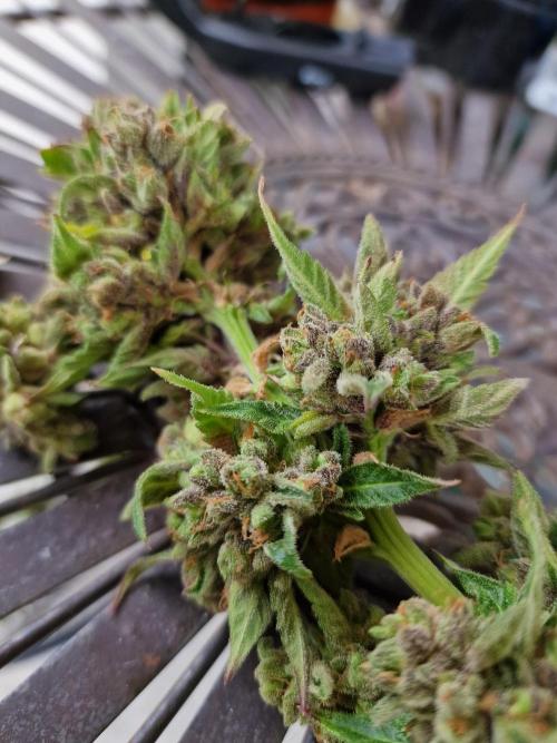 Mendo Frost. Week 13