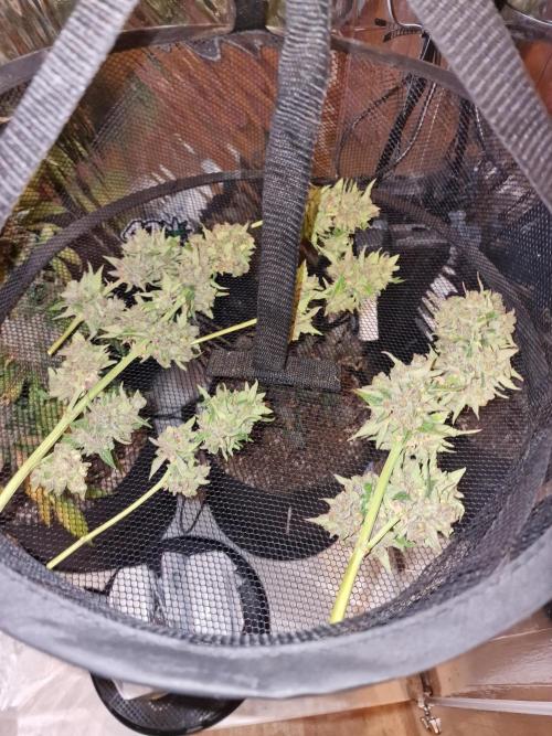 Mendo Frost. Week 13