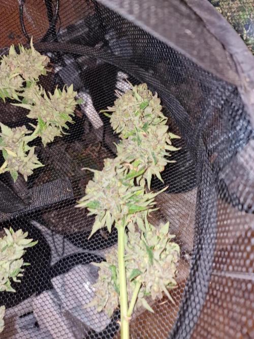 Mendo Frost. Week 13