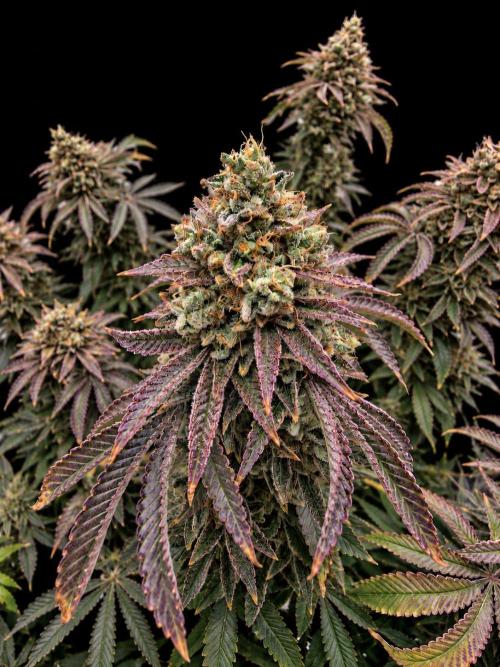Green House Seed Co. - Lemon Orange by SugarandTerps