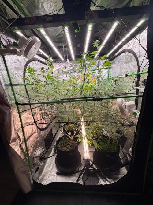 Dickeknolle2.0. Week 3