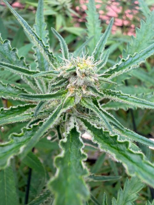 Dickeknolle2.0. Week 3