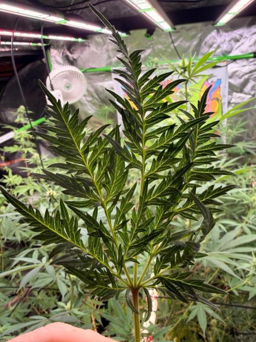 Dickeknolle2.0. Week 3
