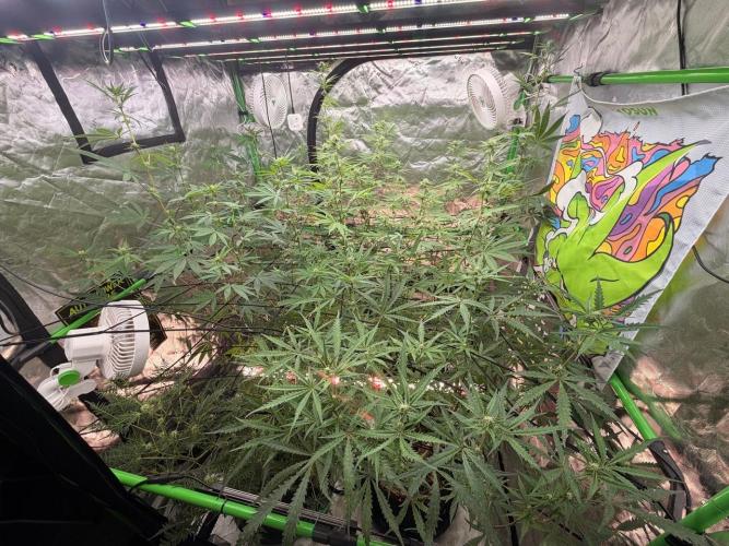 Dickeknolle2.0. Week 3