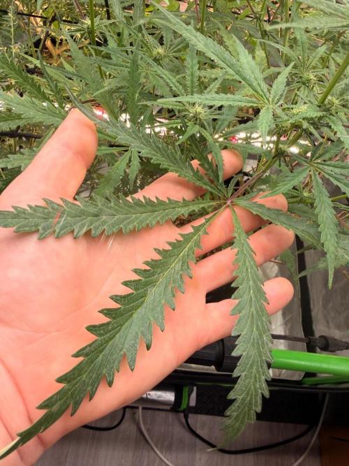 Dickeknolle2.0. Week 3