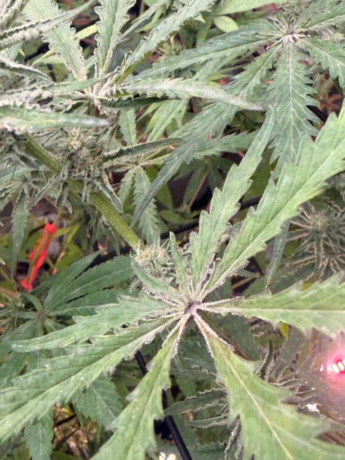 Dickeknolle2.0. Week 4