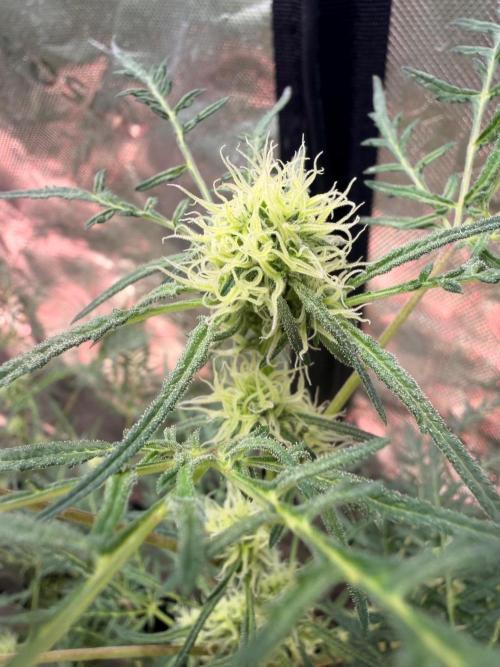 Dickeknolle2.0. Week 4 - Menta de Croco 