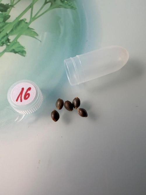 Huba Seed Bank. Week 0