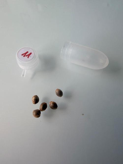 Huba Seed Bank. Week 0