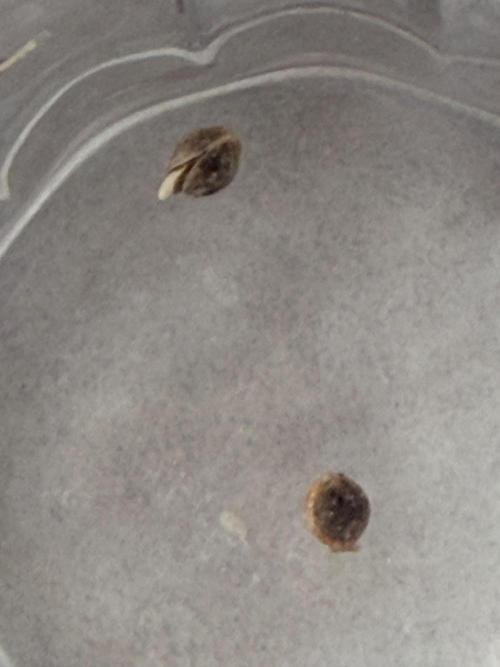 Huba Seed Bank. Week 0