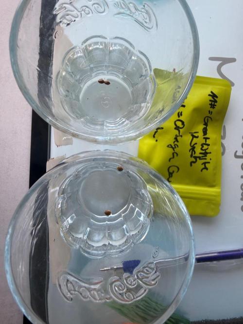 Huba Seed Bank. Week 0