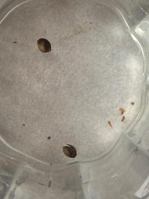 Huba Seed Bank. Week 0