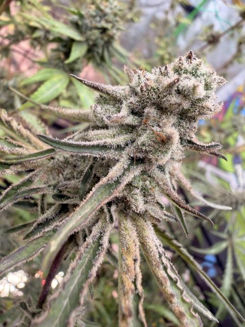 Dickeknolle2.0. Week 6