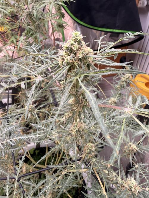 Dickeknolle2.0. Week 6