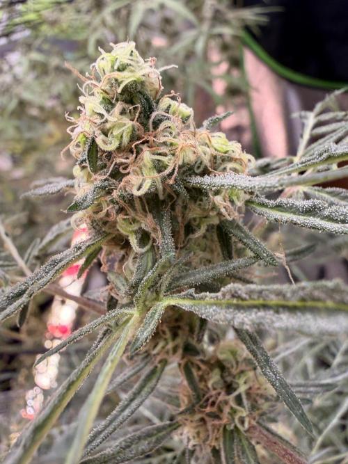Dickeknolle2.0. Week 6