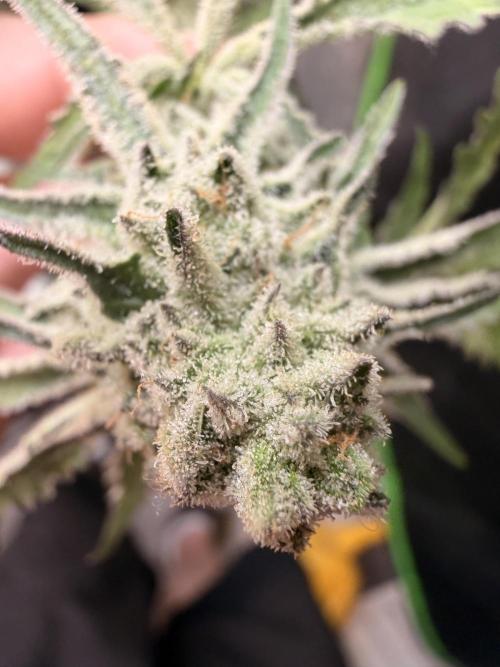 Dickeknolle2.0. Week 6