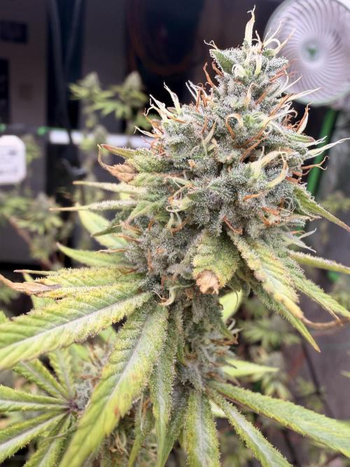 Dickeknolle2.0. Week 6