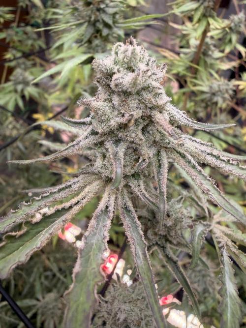 Dickeknolle2.0. Week 6