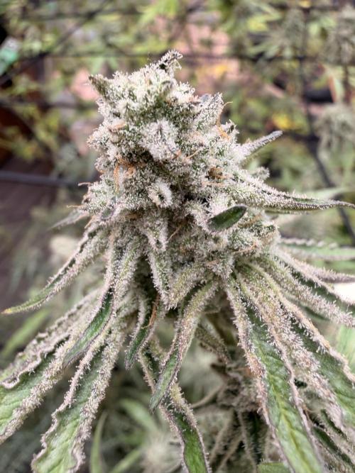 Dickeknolle2.0. Week 6