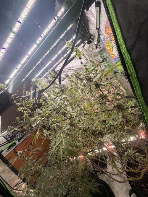 Dickeknolle2.0. Week 6