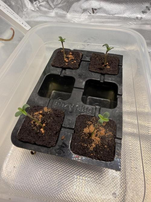 Huba Seed Bank. Week 1