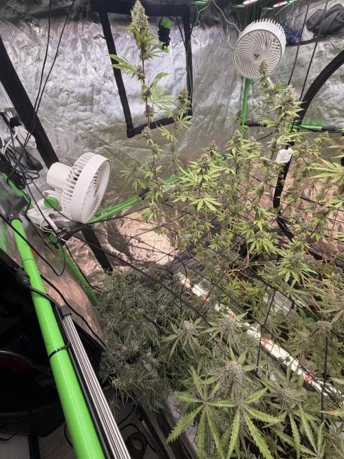Dickeknolle2.0. Week 7